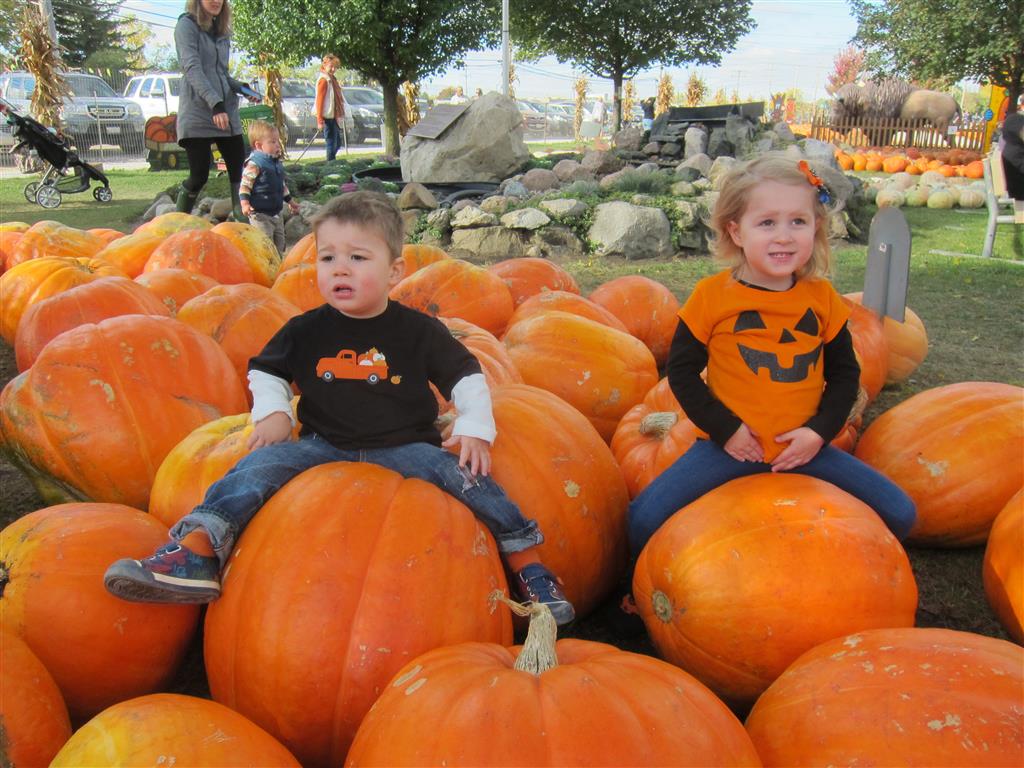 More Pumpkin Patch