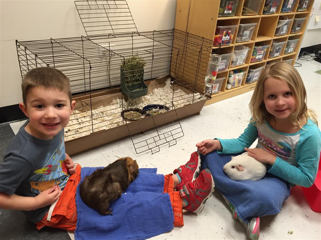 Guinea Pigs!